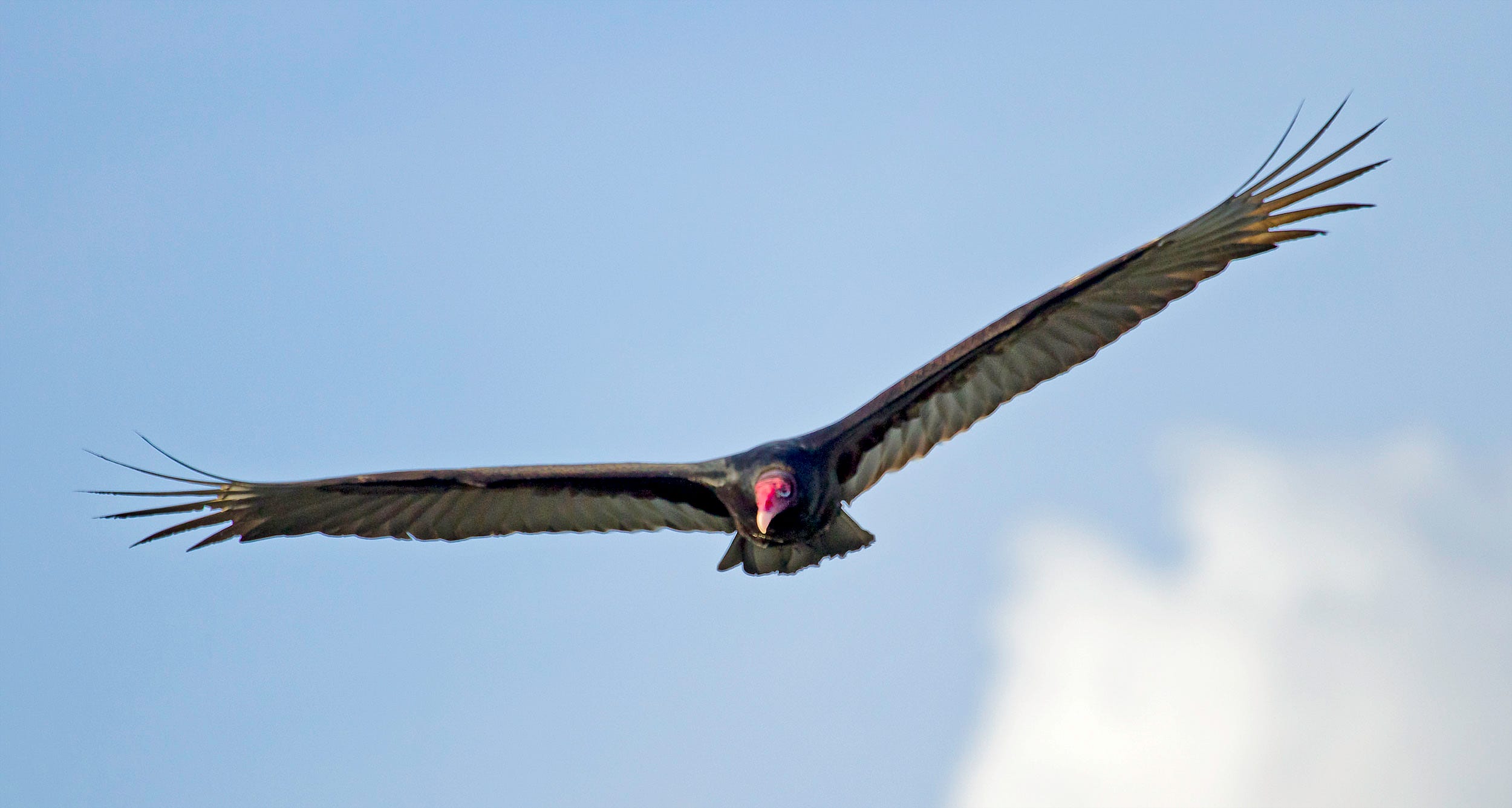 Vultures and the Culture Wars by Bryan Pfeiffer