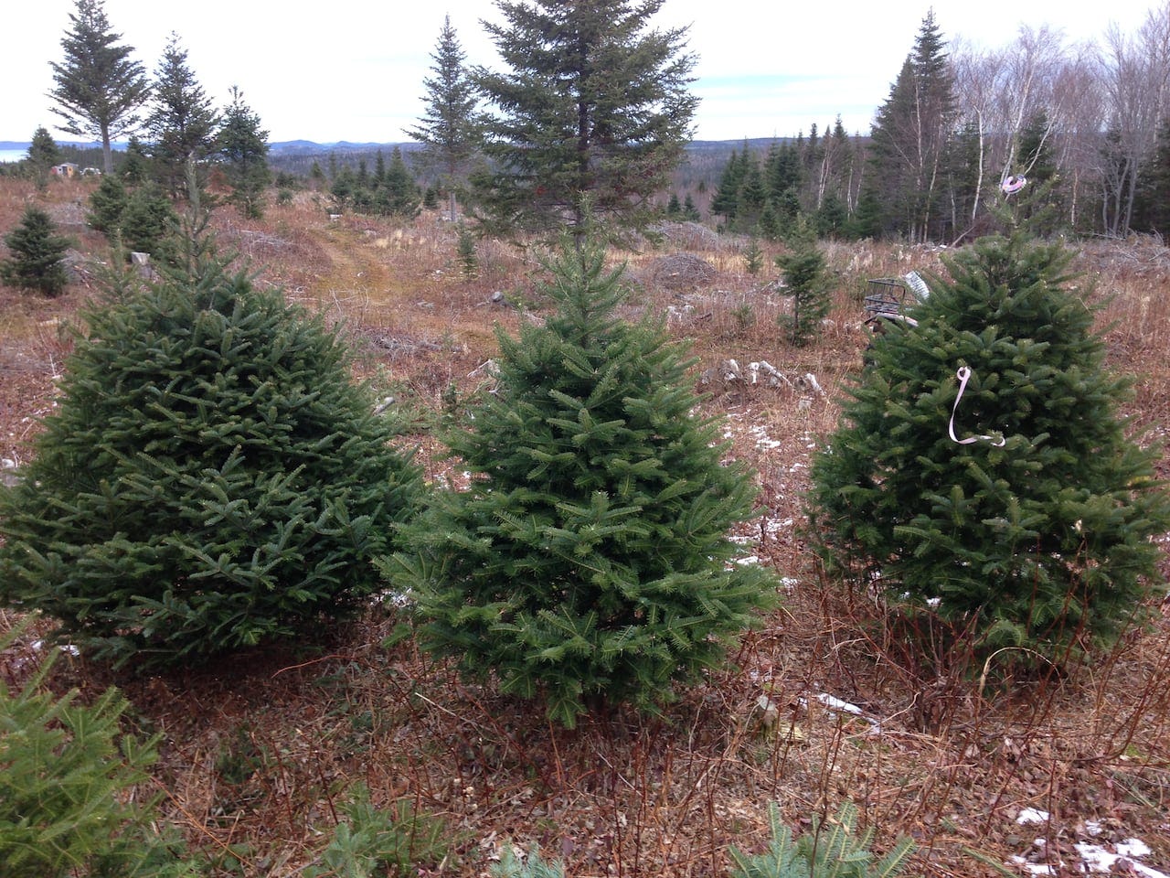 City announces Christmas tree dropoff sites
