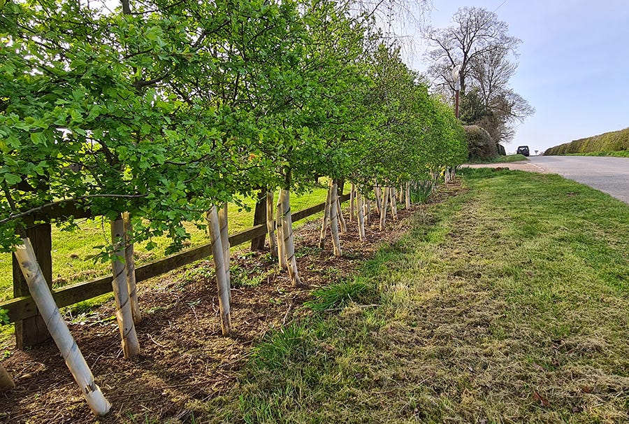 Tree Guards Part 1 Plastic