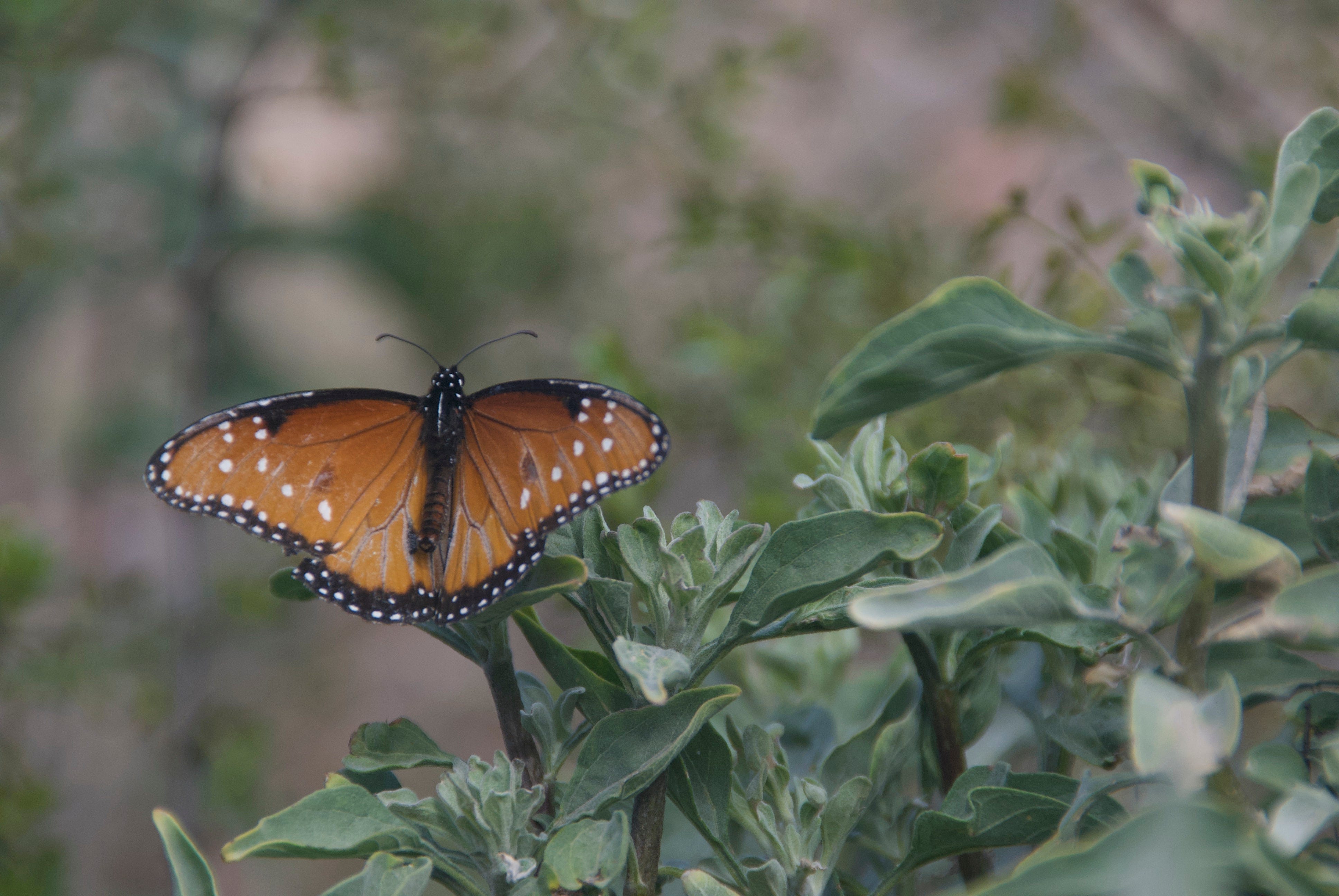 The Fetching Butterflies Leak: Will They Get Away With It? - 7q9babp