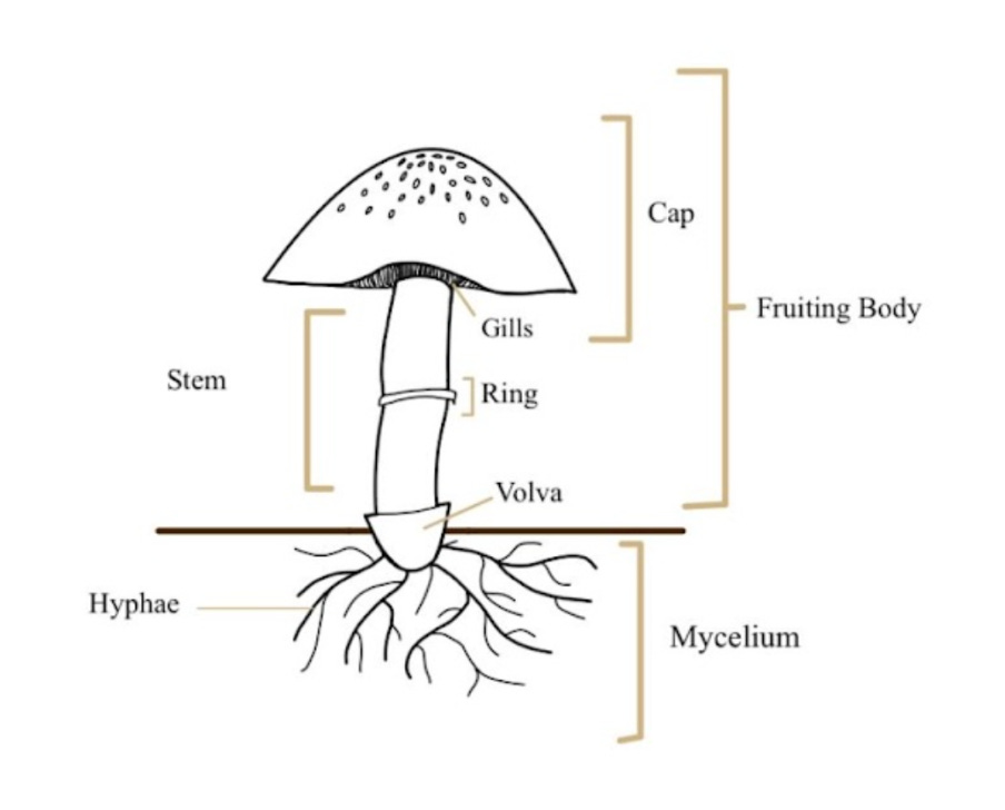 Social Mycelia An introduction to fungal connection and communication