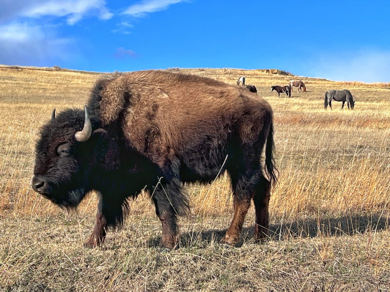Postcards from the Open Road Theodore Roosevelt National Park