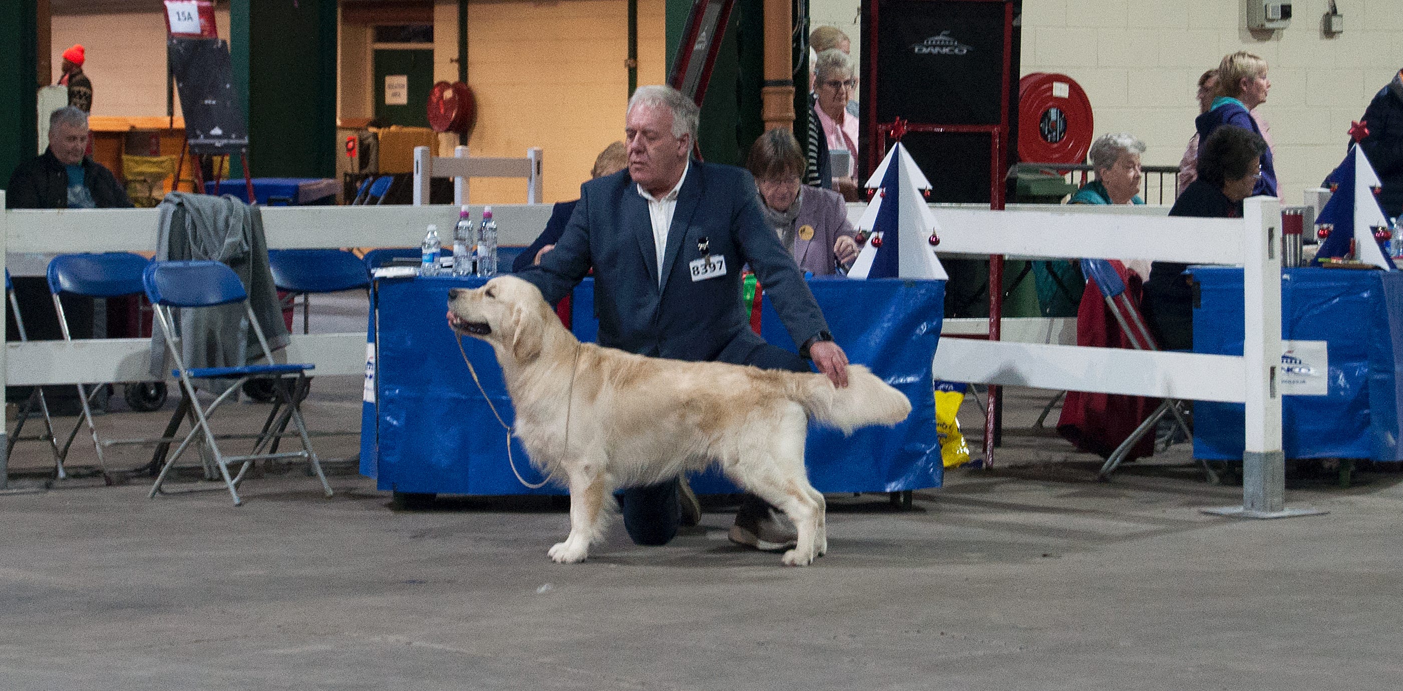 Irish setter 8397 shop
