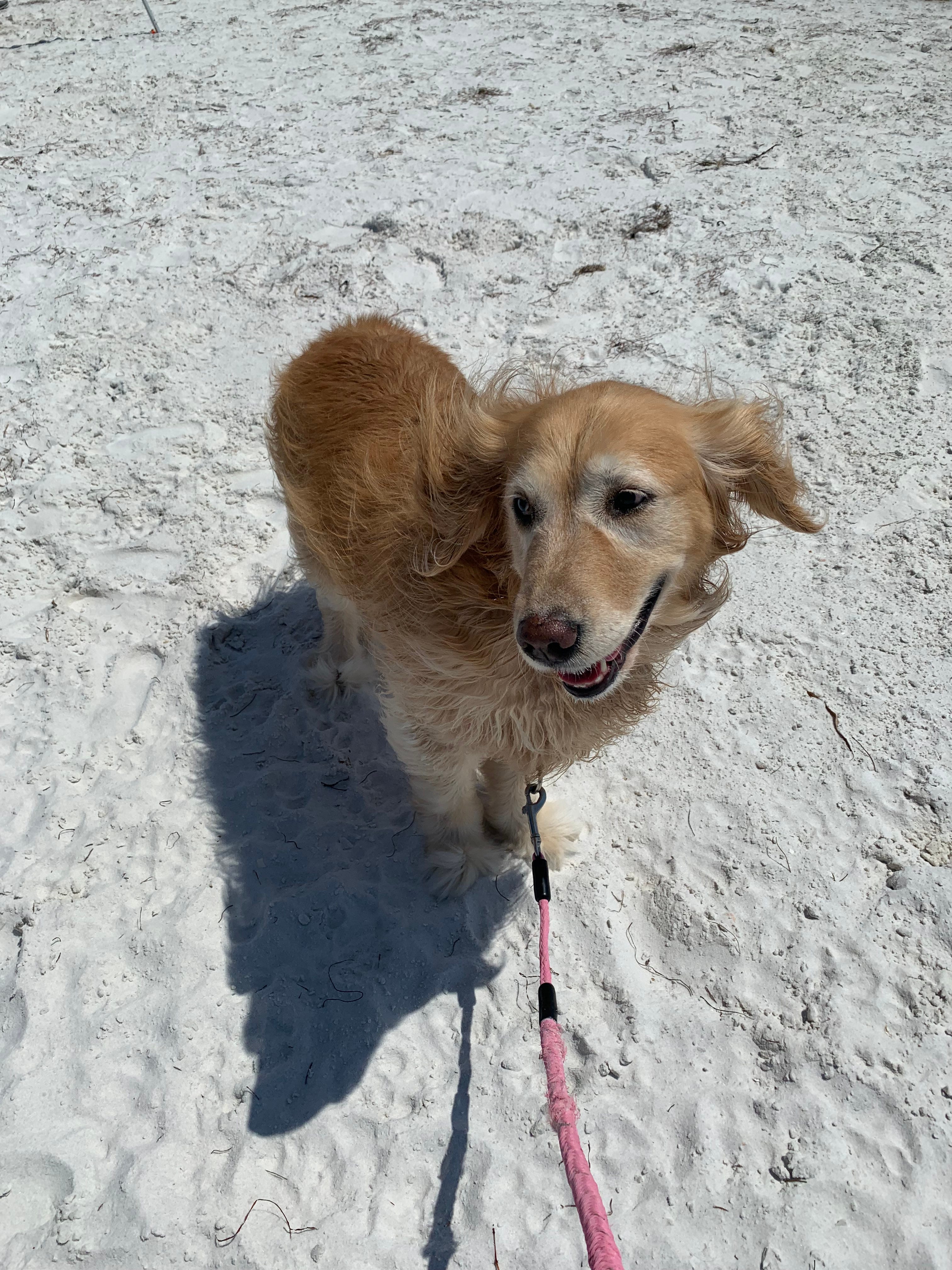 Top 5 Best Tampa Bay Dog Beaches by Molly
