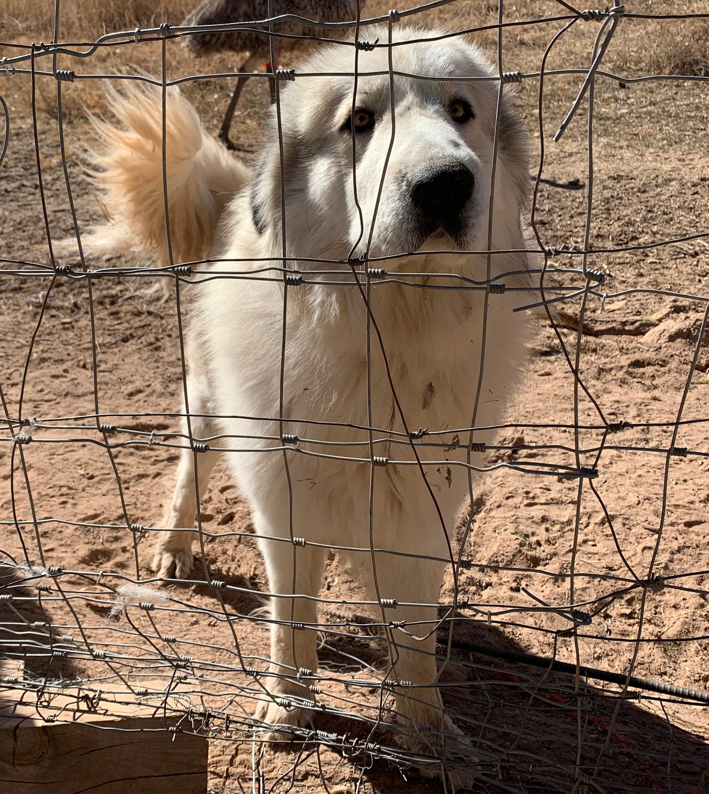 The Doggo Daily - A Million Dogs