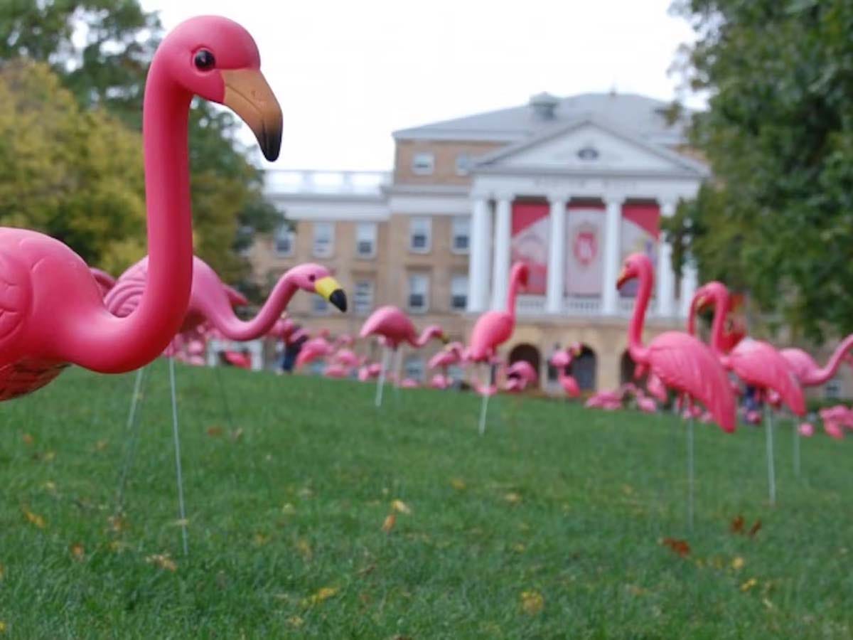 Happy Pink Flamingo Day by Charlie Hintz
