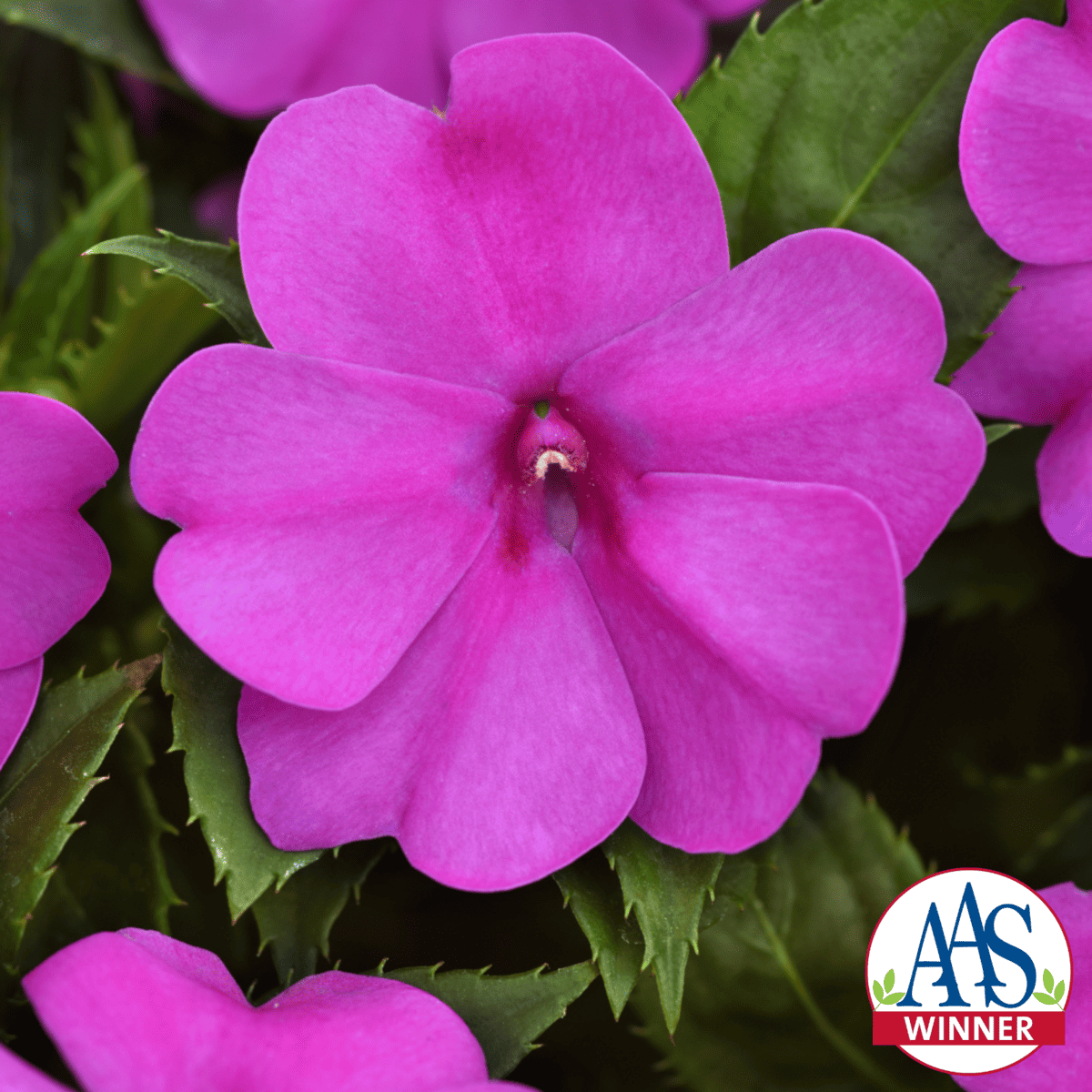 New award winning plants to look for this spring