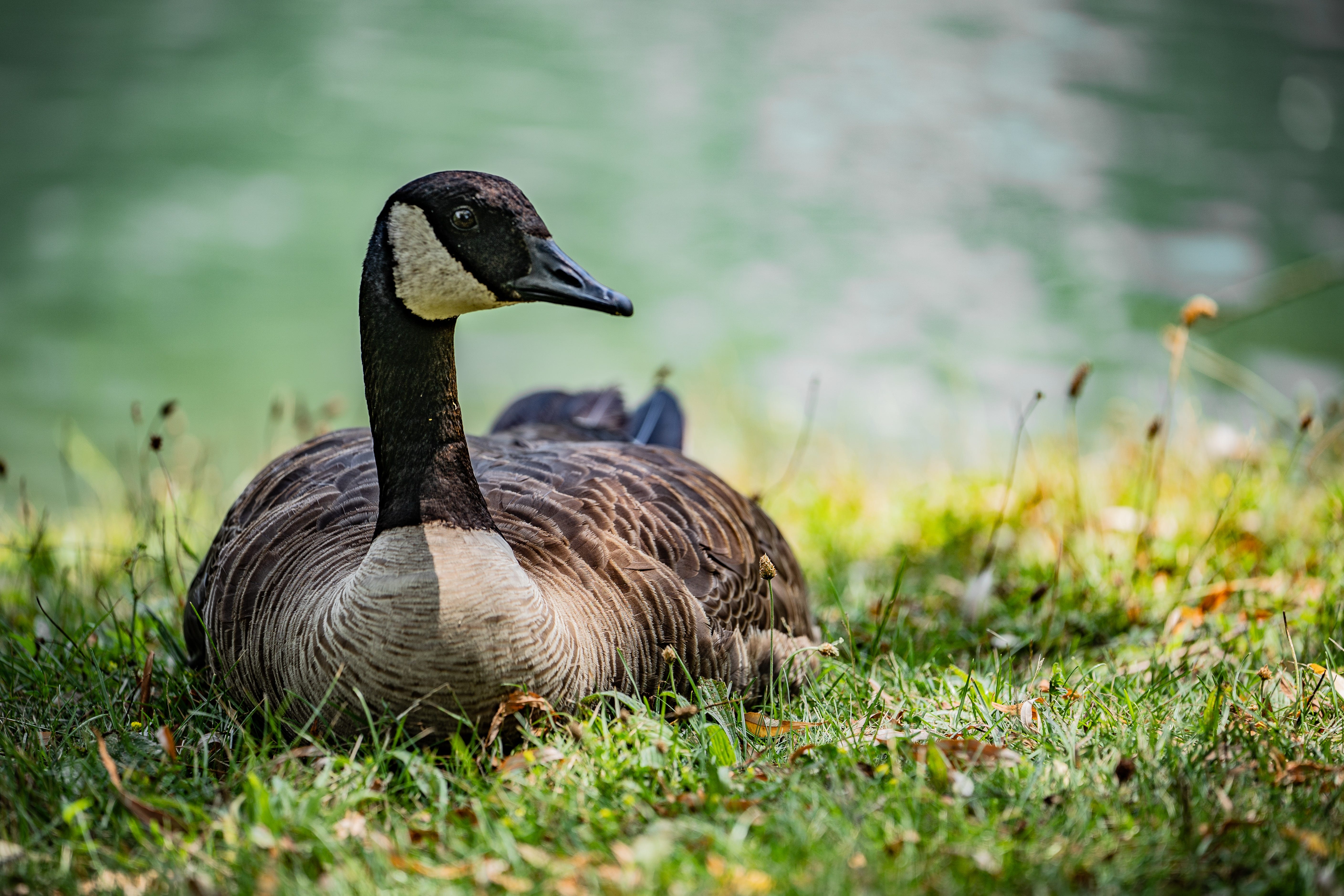 Canada goose on sale amazon usa