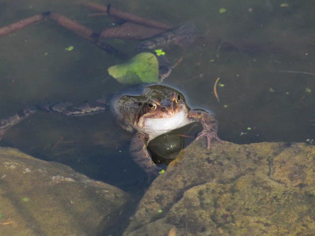 My Dad And The Toad In His Shoe by Tom Cox The Villager