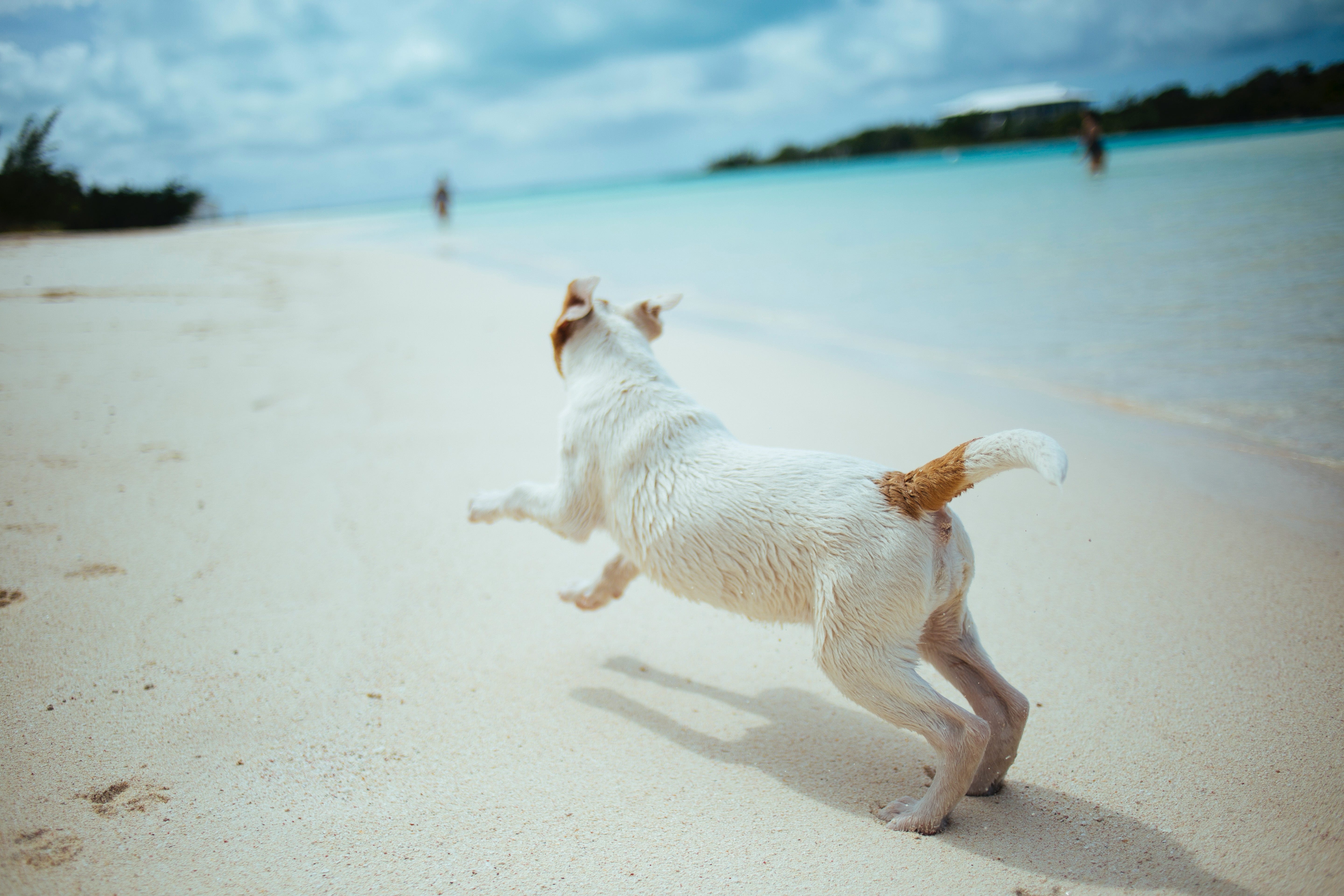 Dog friendly accommodation with enclosed garden by the sea shop