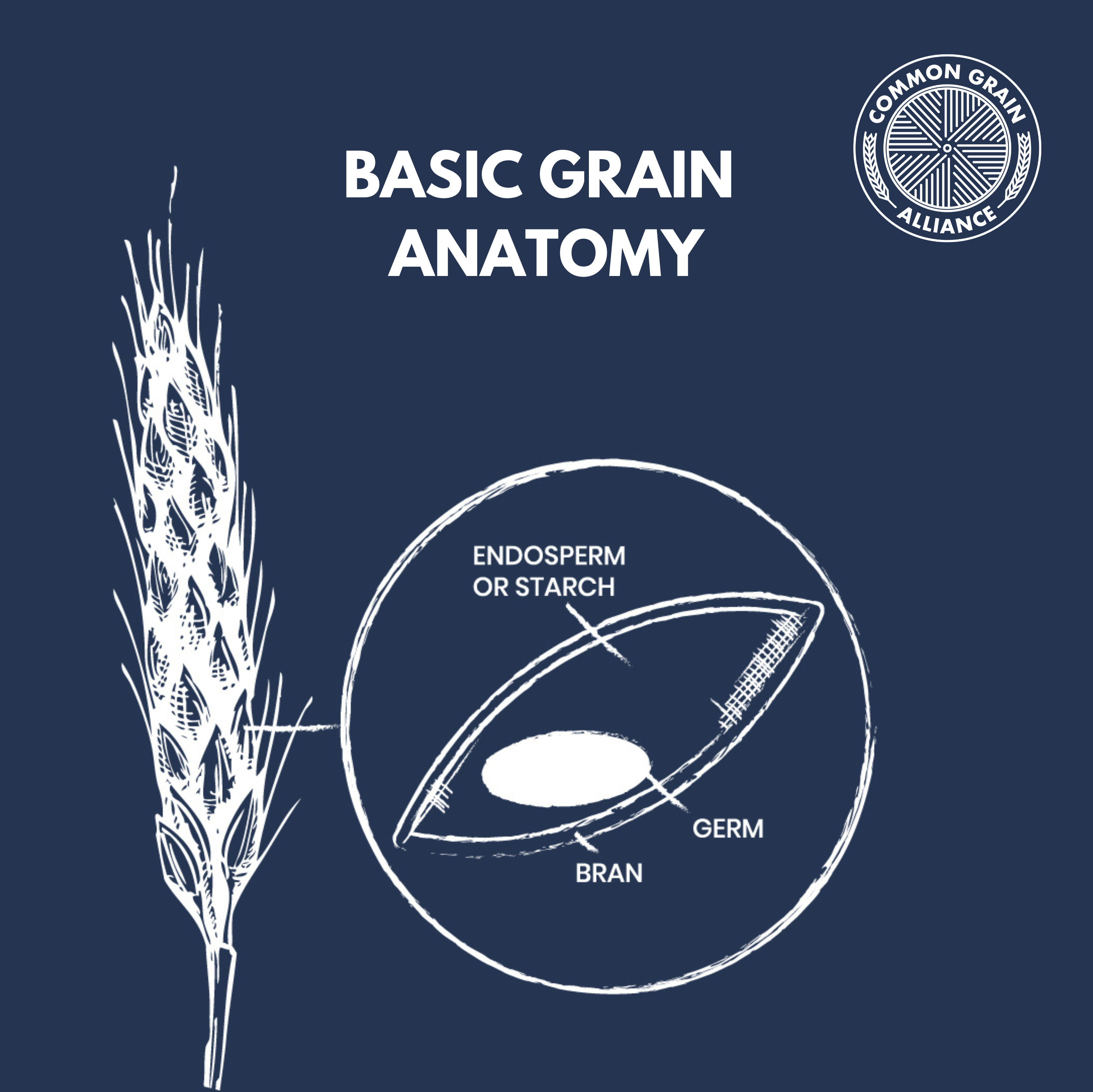 a brief introduction to whole-grain pasta