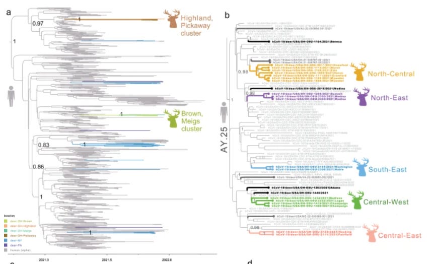 Accelerated Evolution of SARS-CoV-2 in US Deer Populations