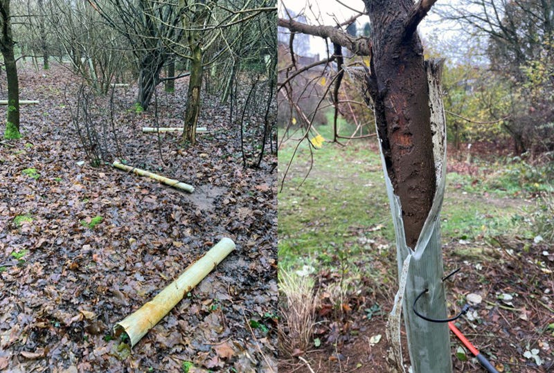 Tree Guards Part 2 Natural Materials