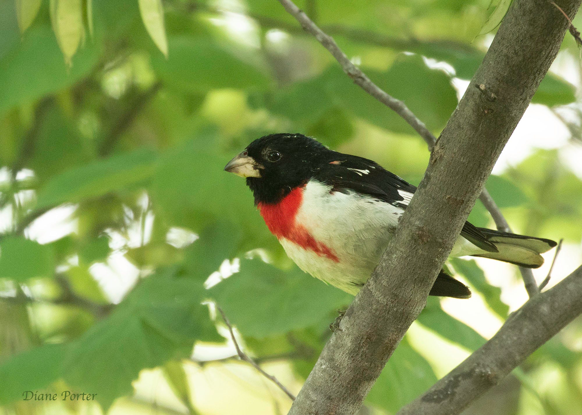 Rose Breasted Grosbeak By Diane Porter My Gaia 712594c7 9135 4da9 94b7 7c2e9ac54115 2000x1429