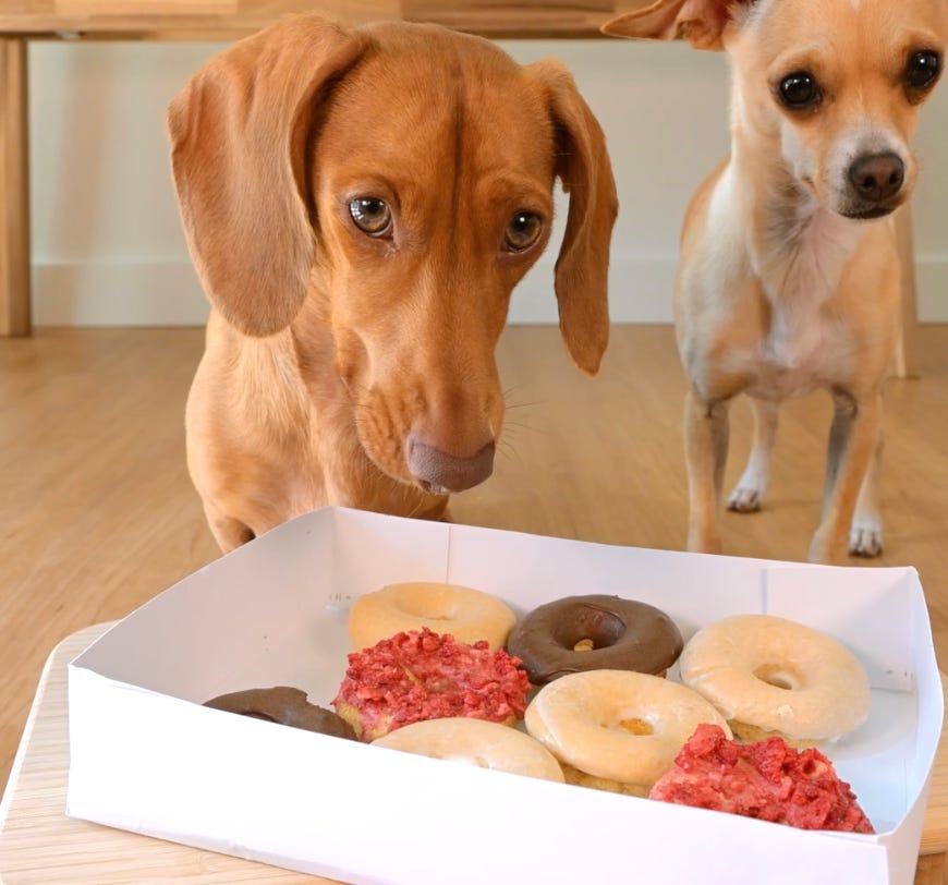 Can dogs have donuts best sale