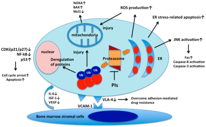 How does proteasome inhibitors work in multiple myeloma?