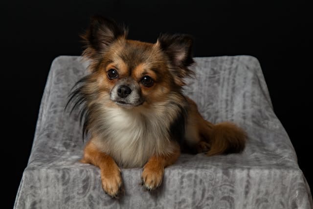 Non sales shedding chihuahua