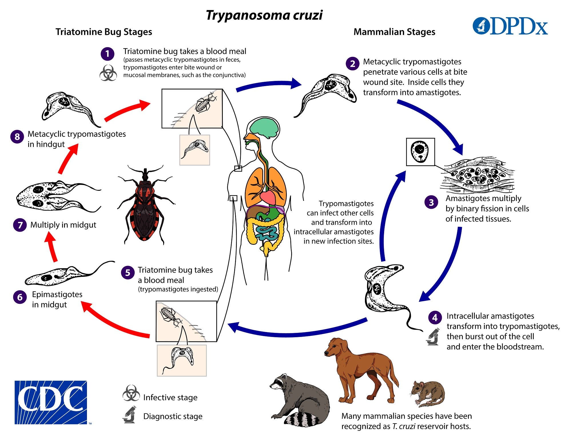 Doença de Chagas