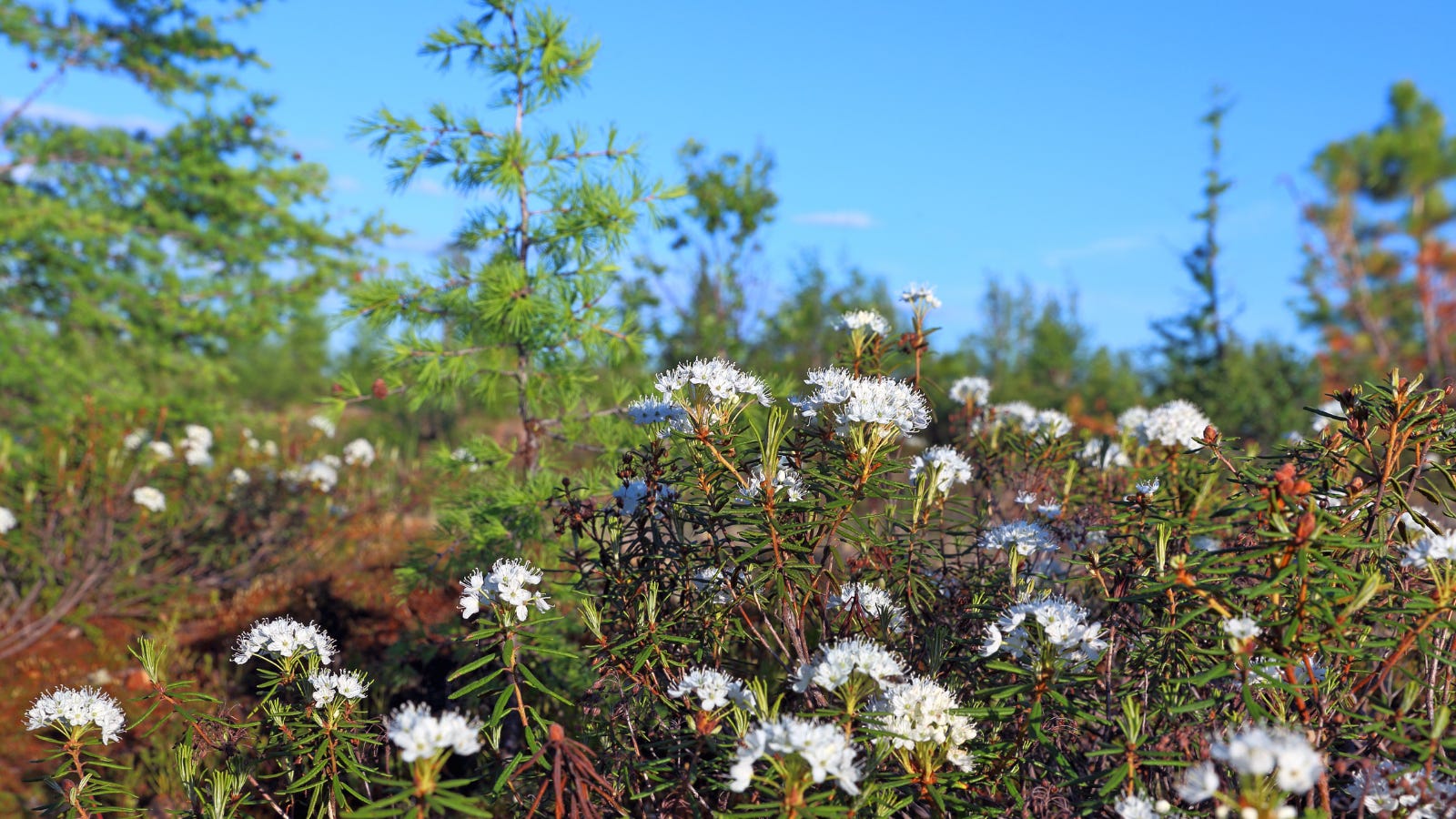 Labrador Tea by Cassandra Quave Nature's Pharmacy