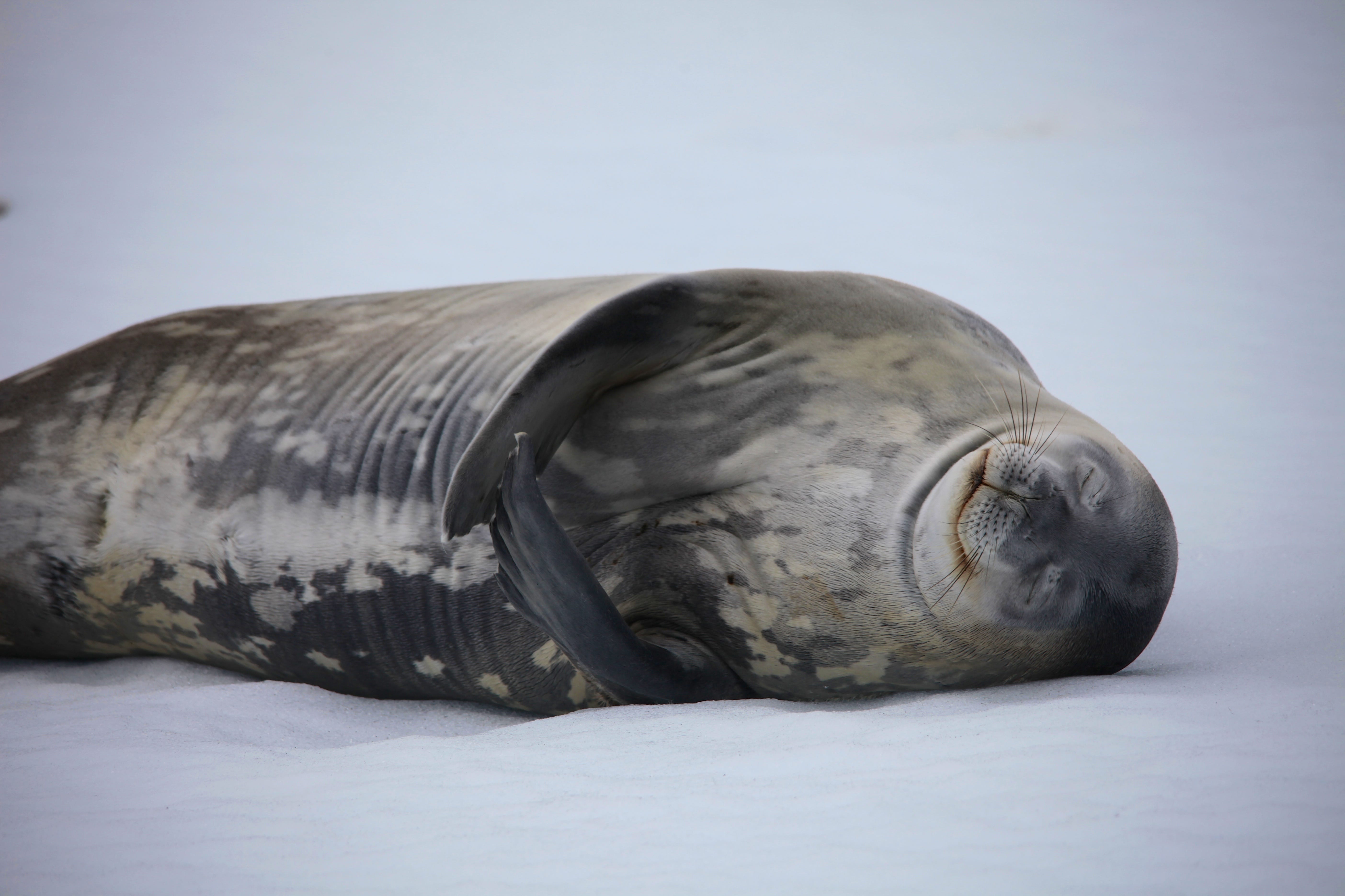 The Sleep of Seals by Heather Heying Natural Selections
