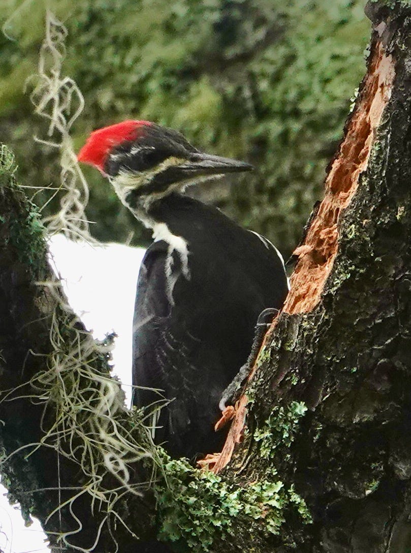 Why did the Ivorybilled Woodpecker and not the Pileated Woodpecker go