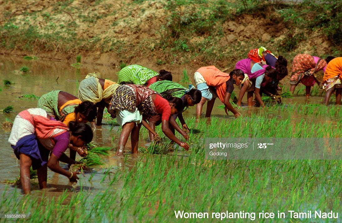 Does Rice-Cultivation promote Gender Equality?