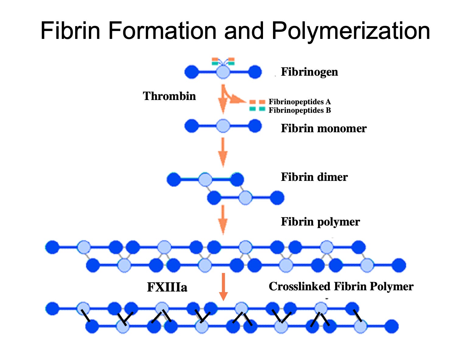 Ddimer and fibrinogen by Aaron Goodman "Papa Heme"