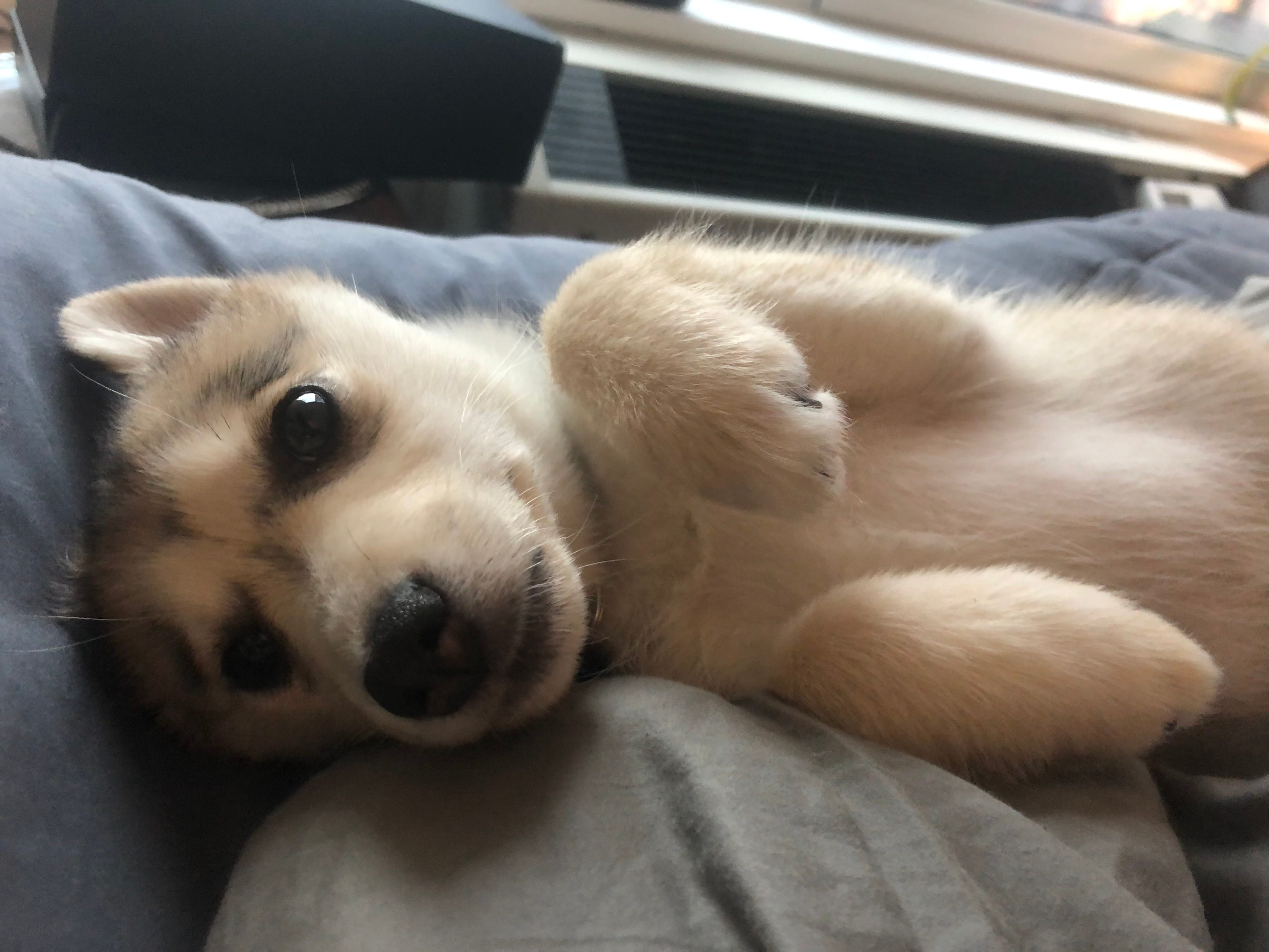 Puppy apartment medium deals