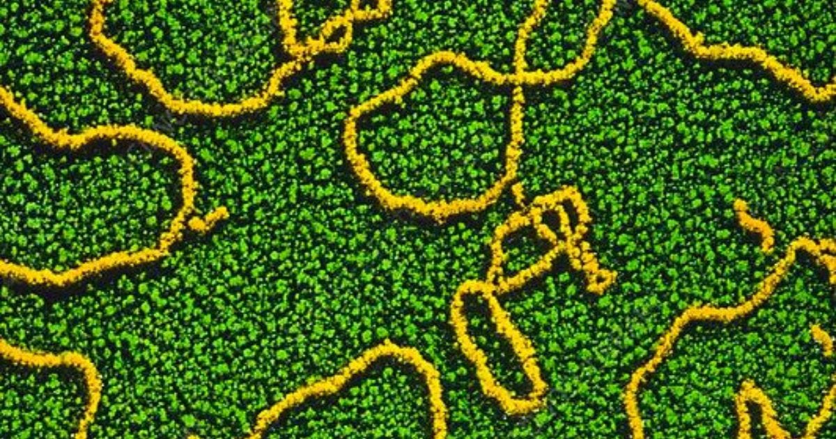 Red Line Crossed: DNA Contamination of mRNA "Vaccines" Poses Risk to
