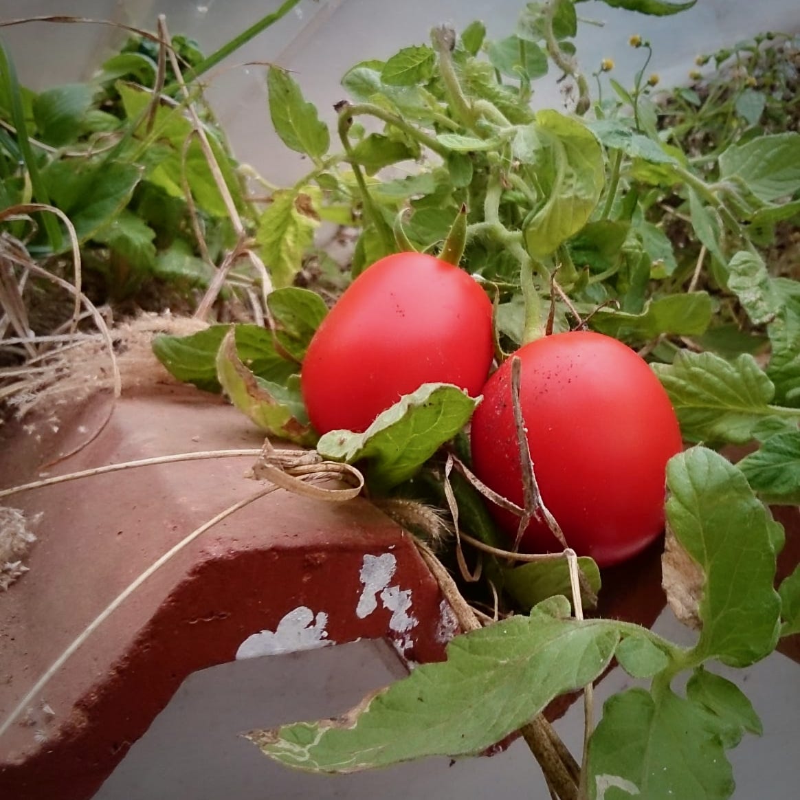 CONSIDERATE COMMUNICATION STYLE MEANING IN MARATHI intelligence overview