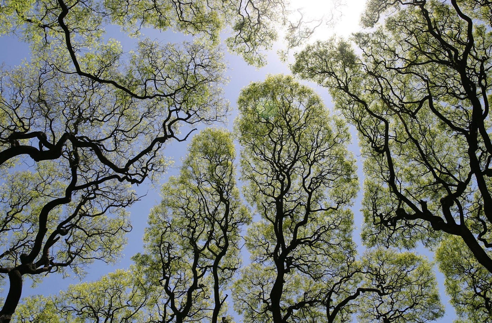 THE RESILIENCE OF TREES by Miranda Harcourt