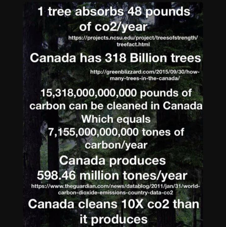 HOW MUCH CO2 DOES A TREE ABSORB?
