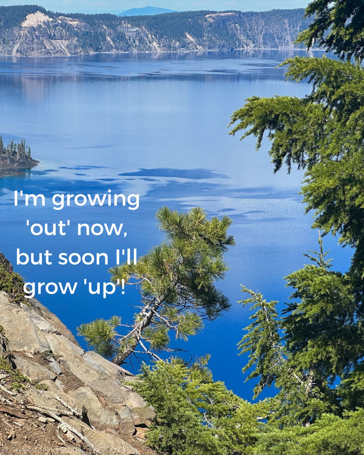 Gravity is Working for Us Trees