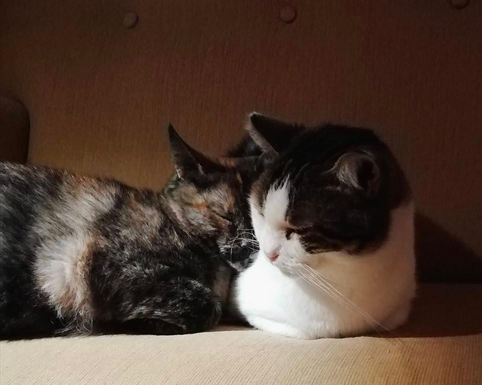 Justin Bieber: The Rumors of His Death Have Been Greatly Exaggerated