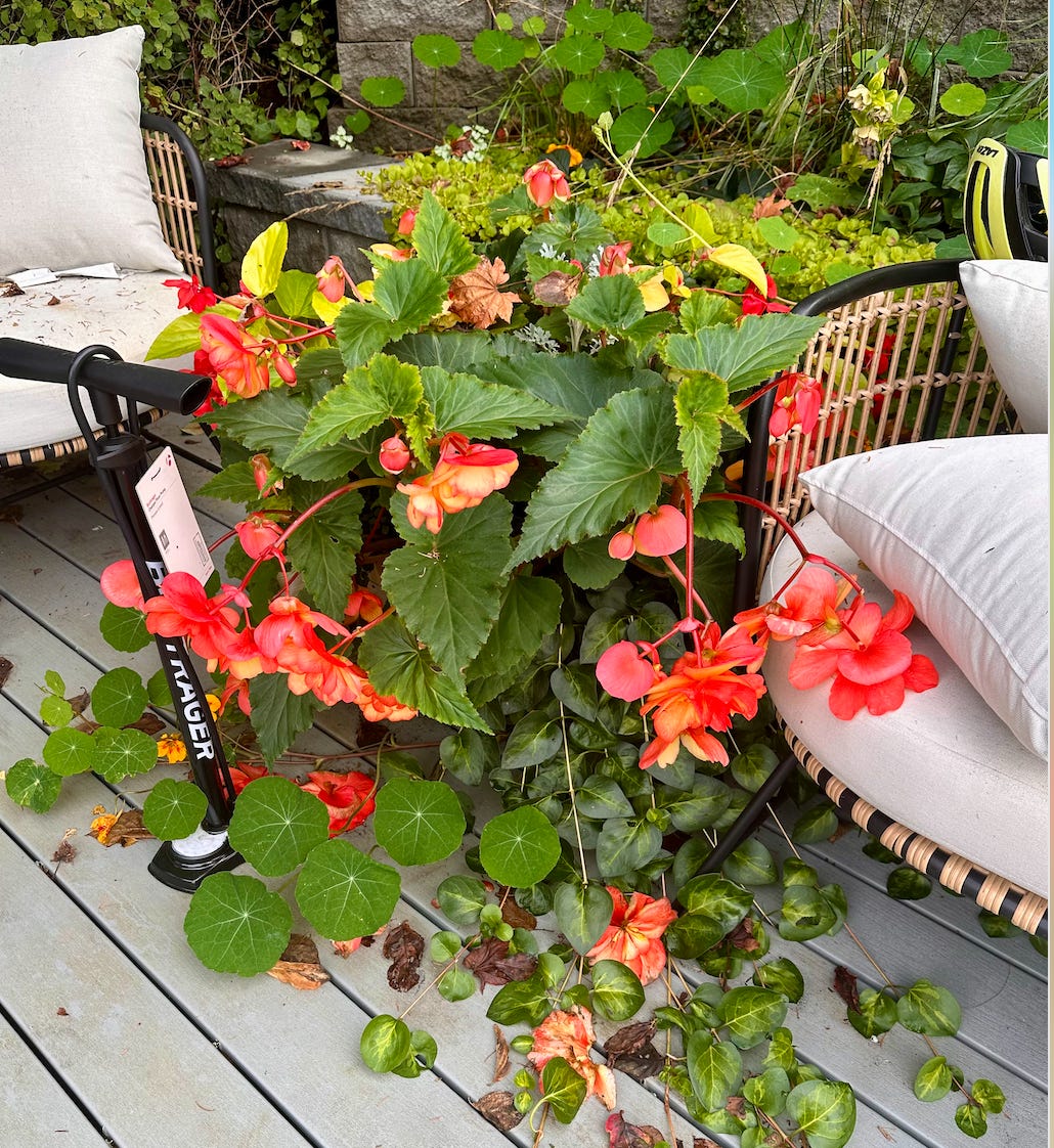 Begonias hot sale