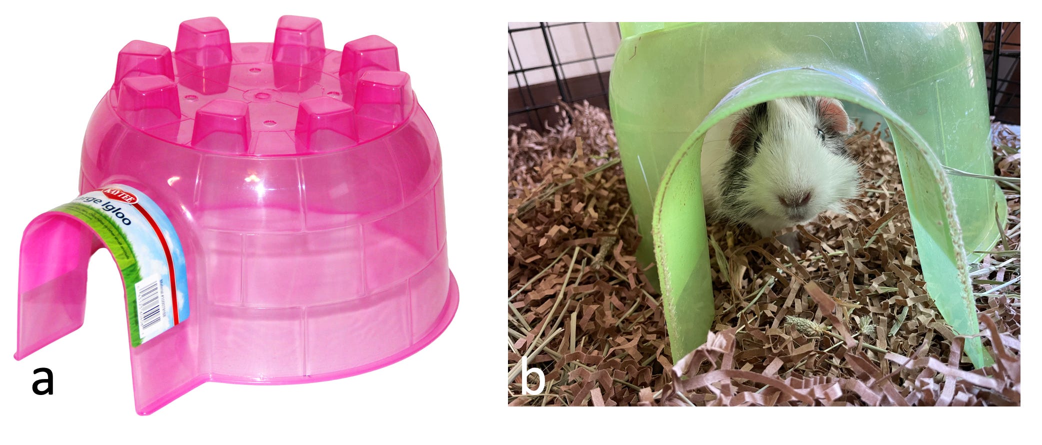 Guinea sales pig igloo