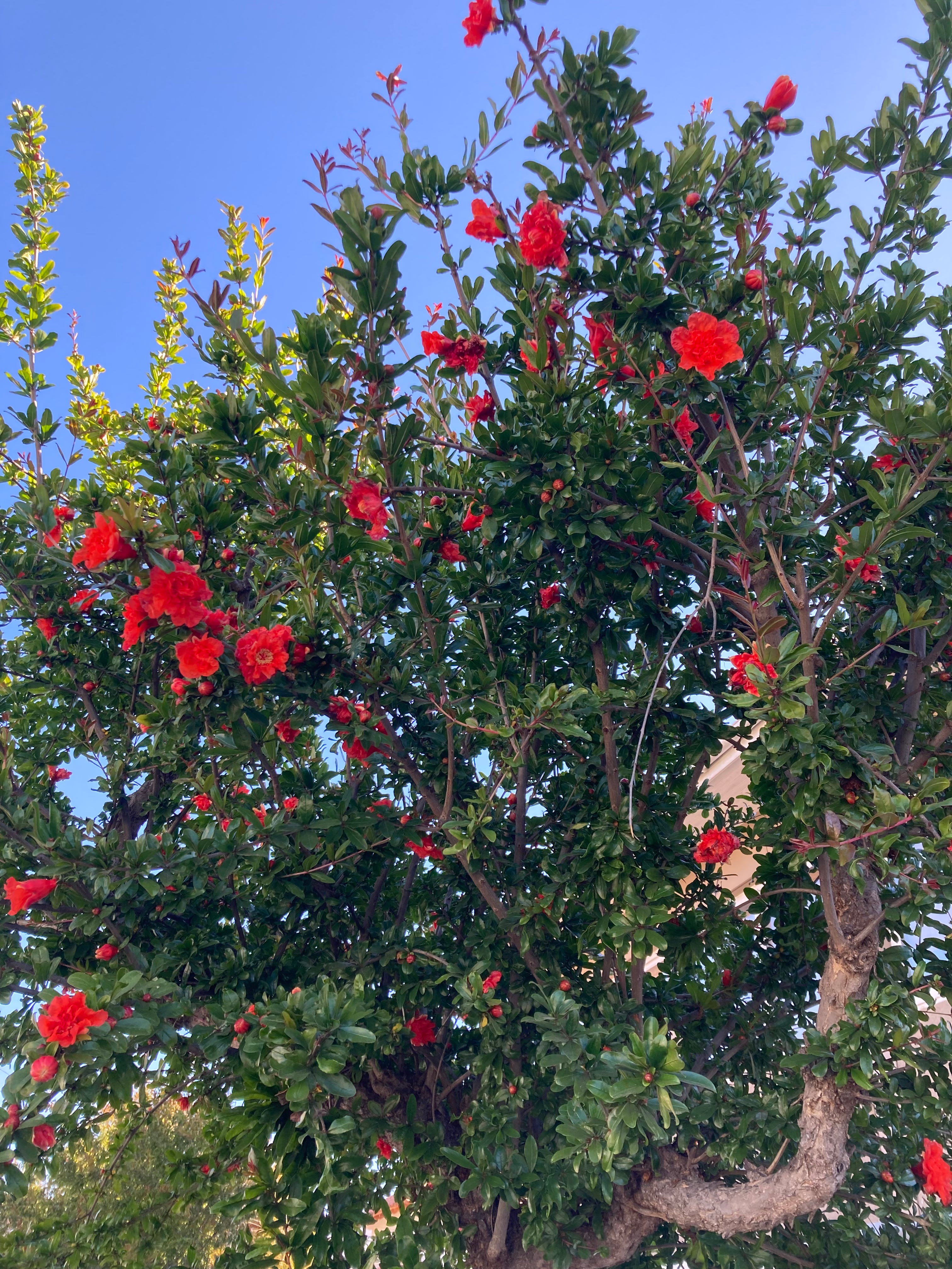 Foraged pomegranate flowers, spring 2022 by Sara Meinecke