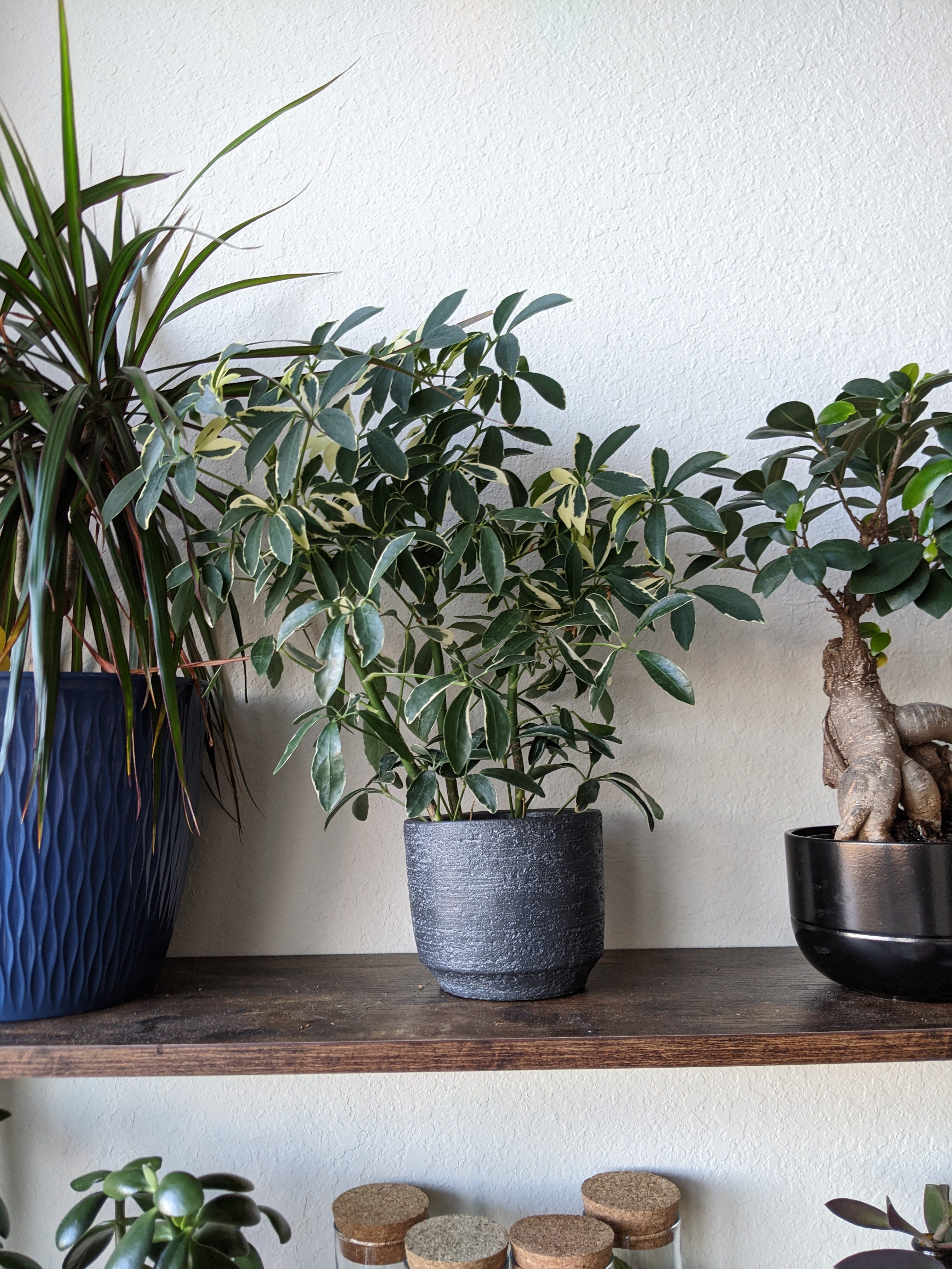 The Best Houseplants for Small Spaces How to Bring the Outdoors Inside, Even in a Tiny Apartment