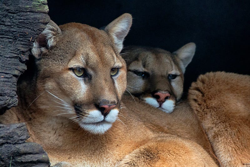 Panthers Aren t Real by Jeremy Markovich