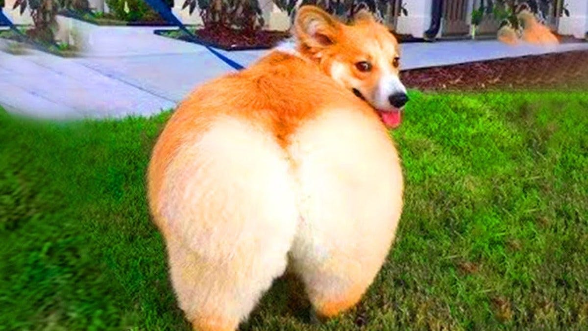 Super funny sales dog videos