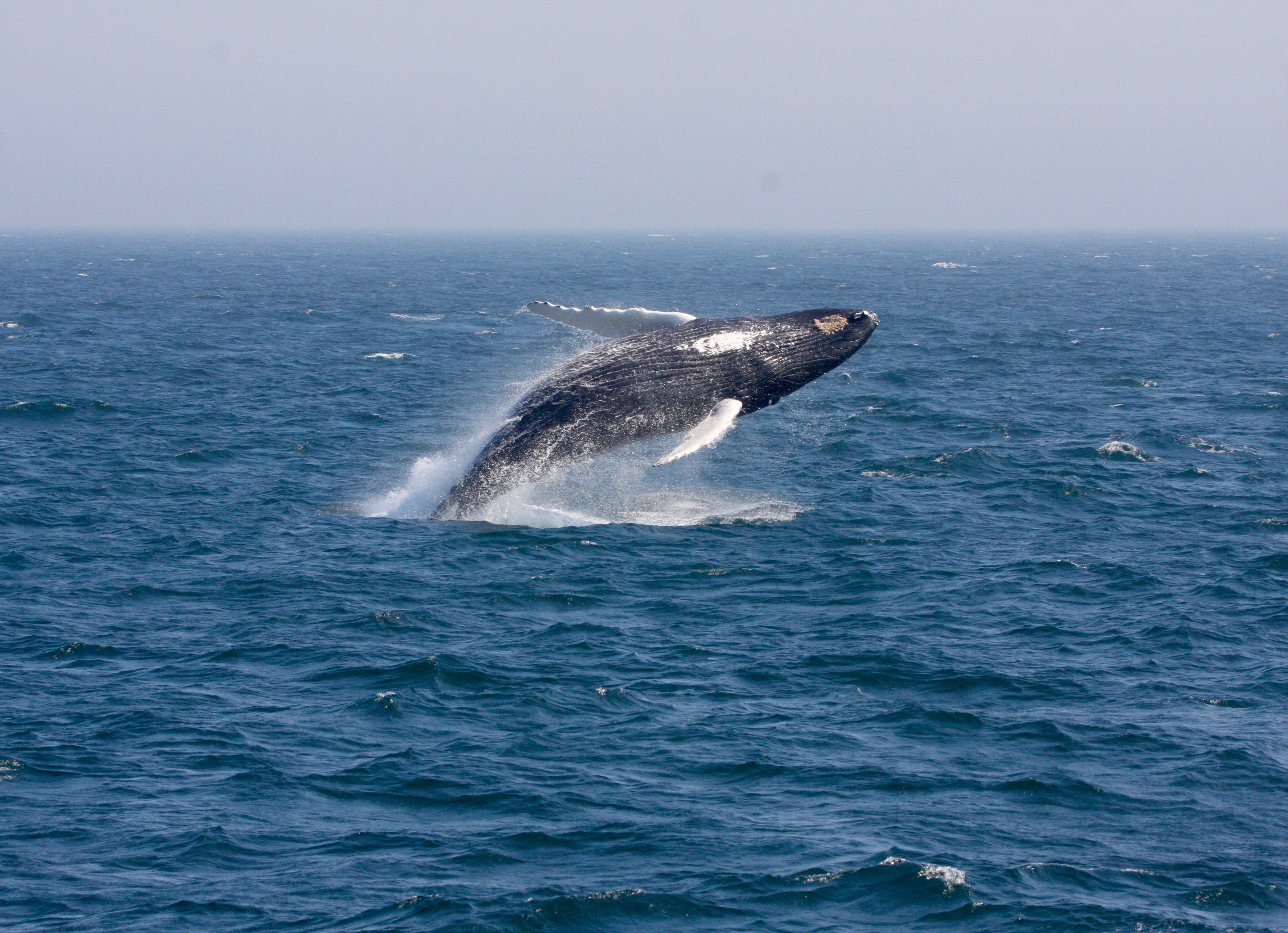 Press Release Research highlights whale movement