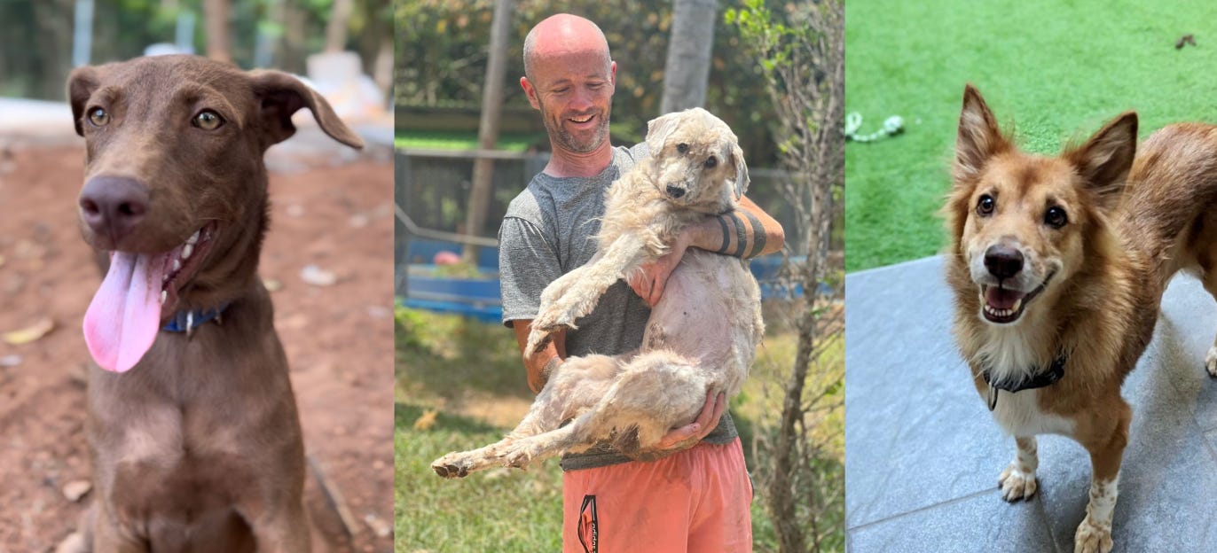 Good online dog stories