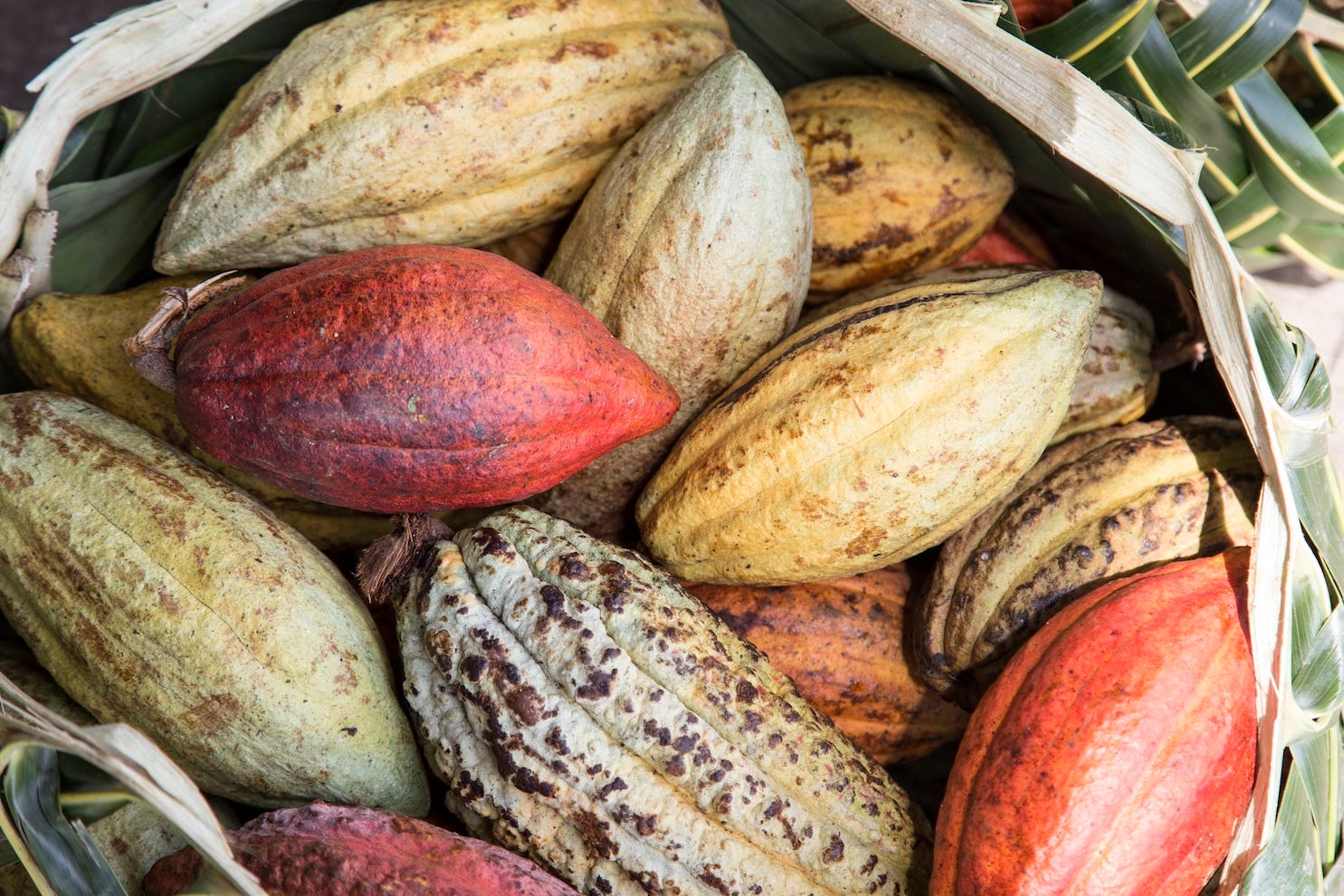 The cocoa question by Michael Fritzell