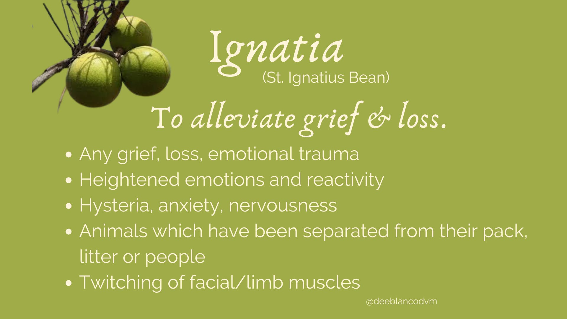 Homeopathic remedy for separation anxiety deals