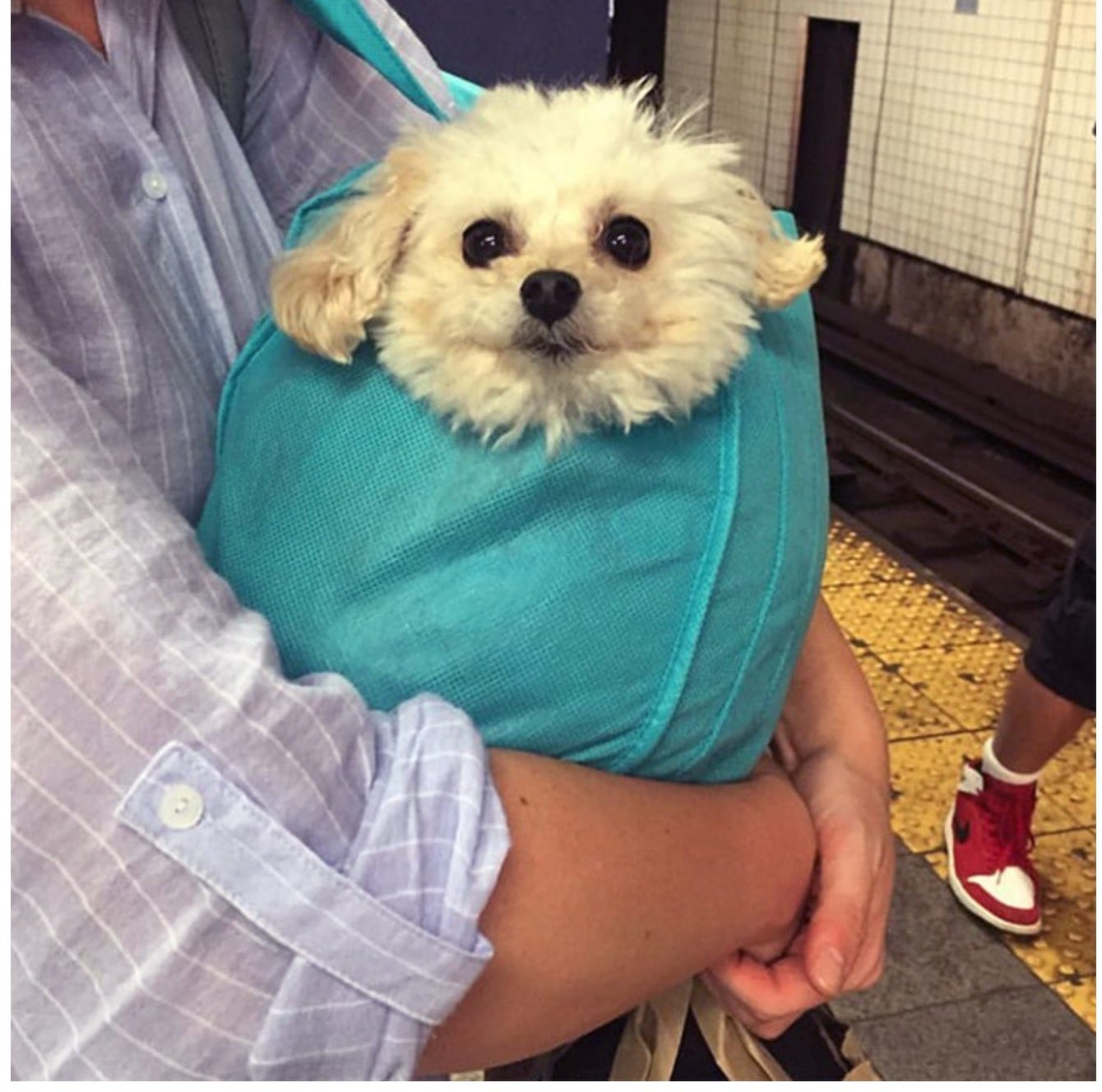 Sketchbook Doggy Bags of the MTA by Jason Chatfield