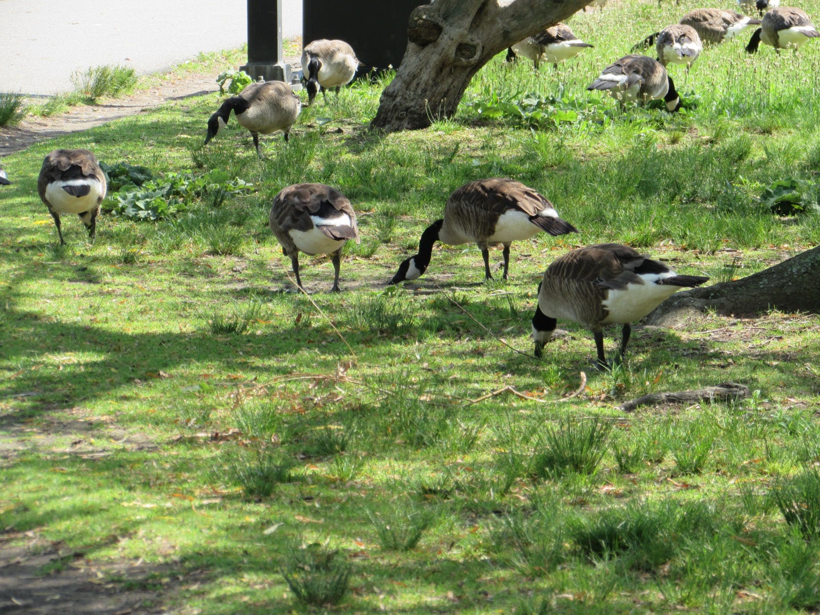 Do canada goose skin animals alive hot sale