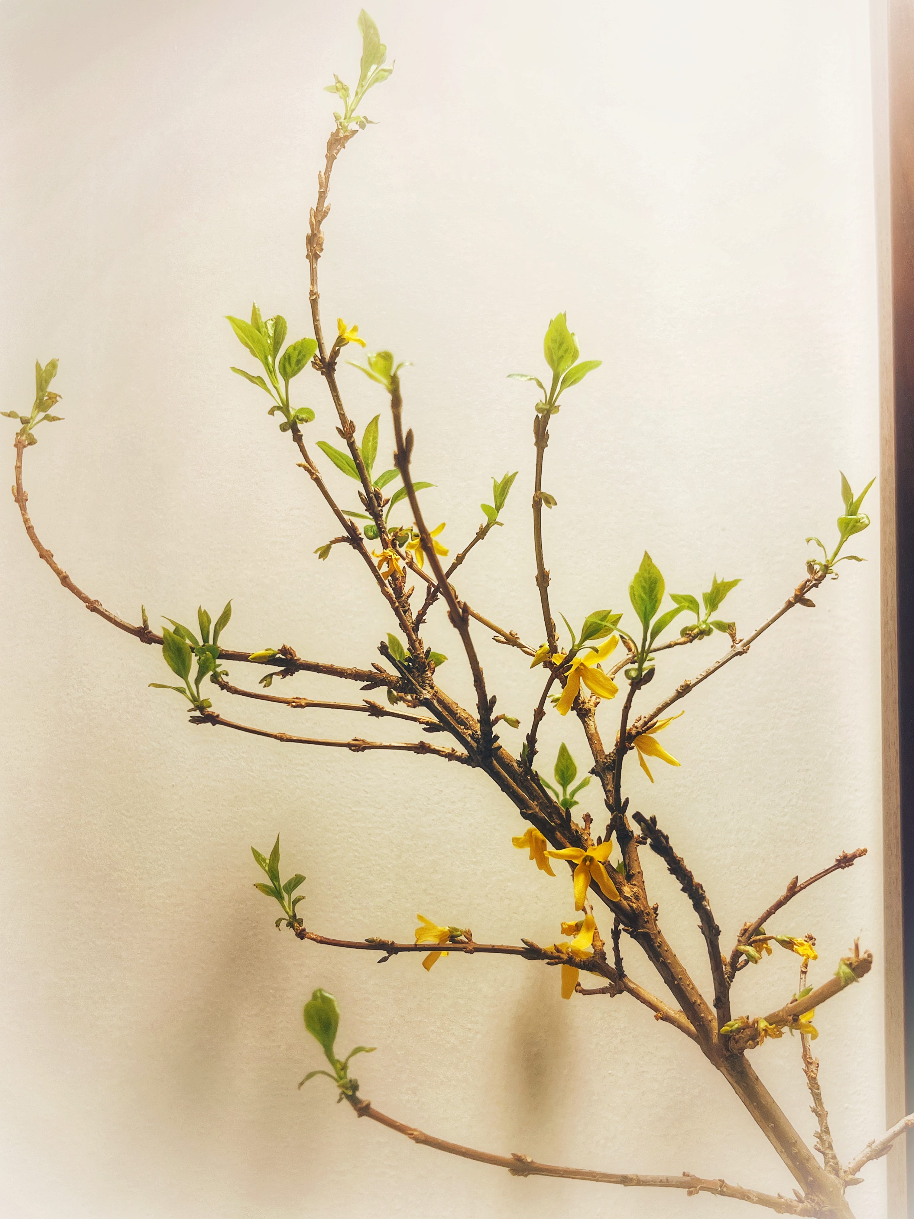 Basho and the Dao - by Leanne Ogasawara