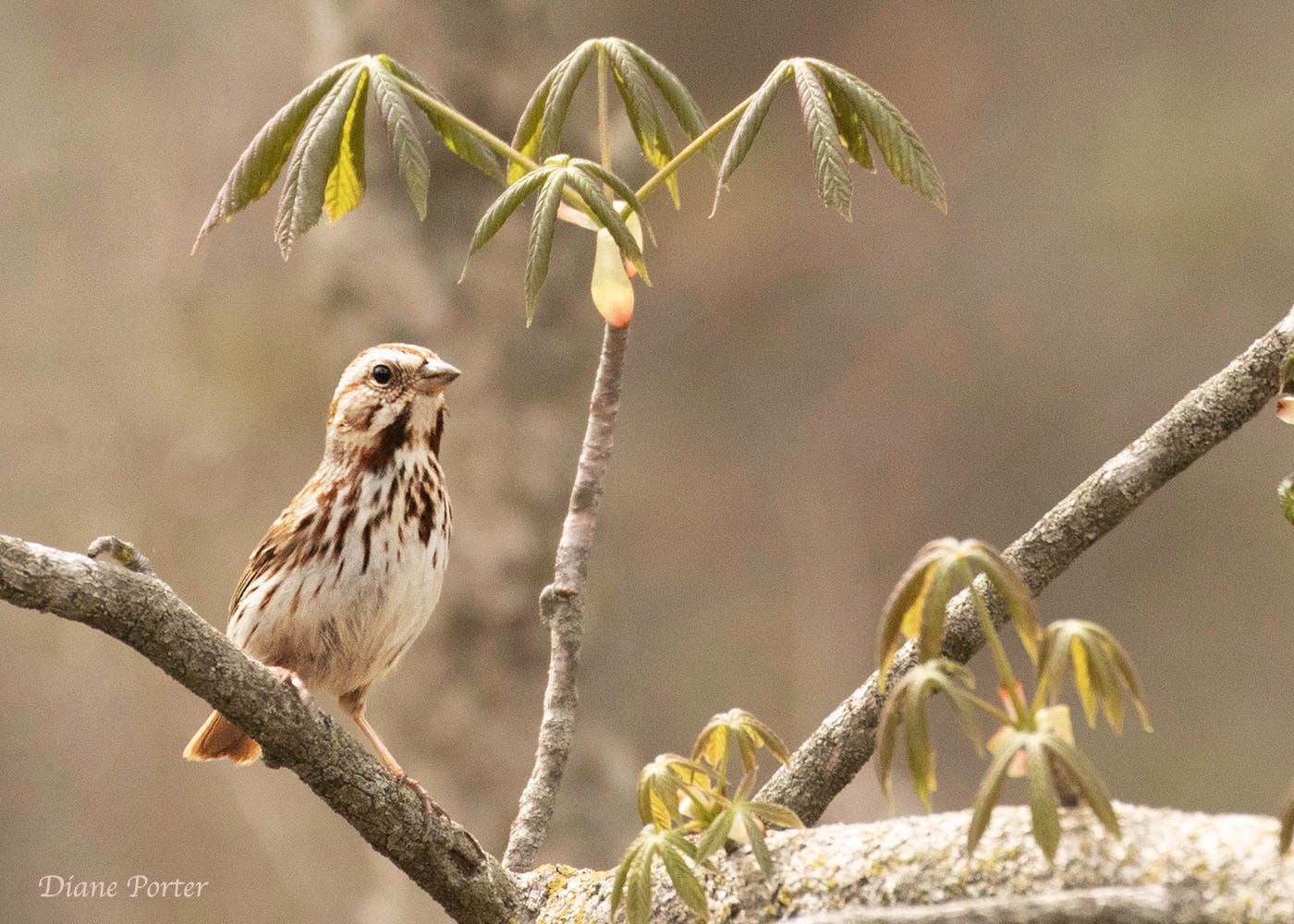 Song Sparrow - by Diane Porter - My Gaia