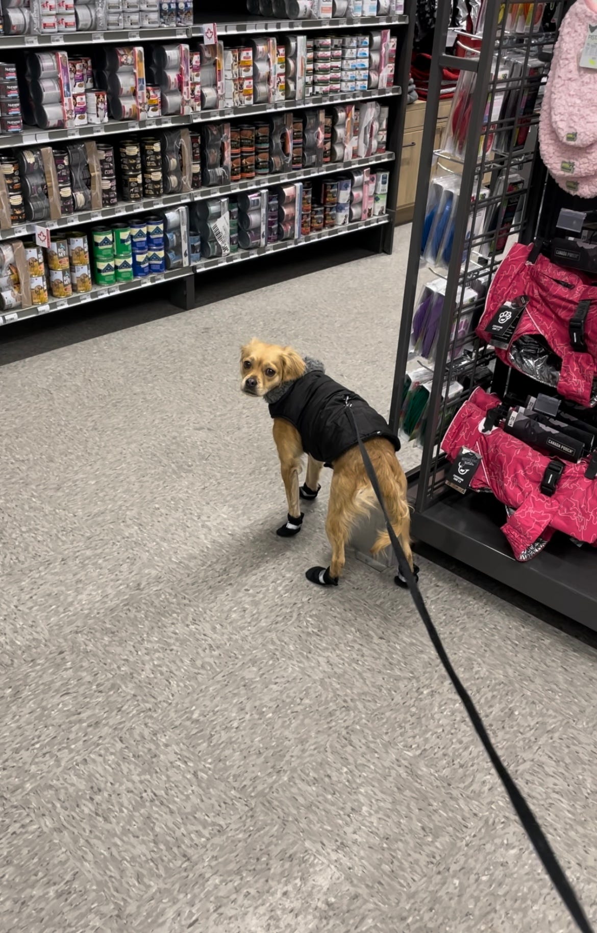 Culturelle dogs clearance
