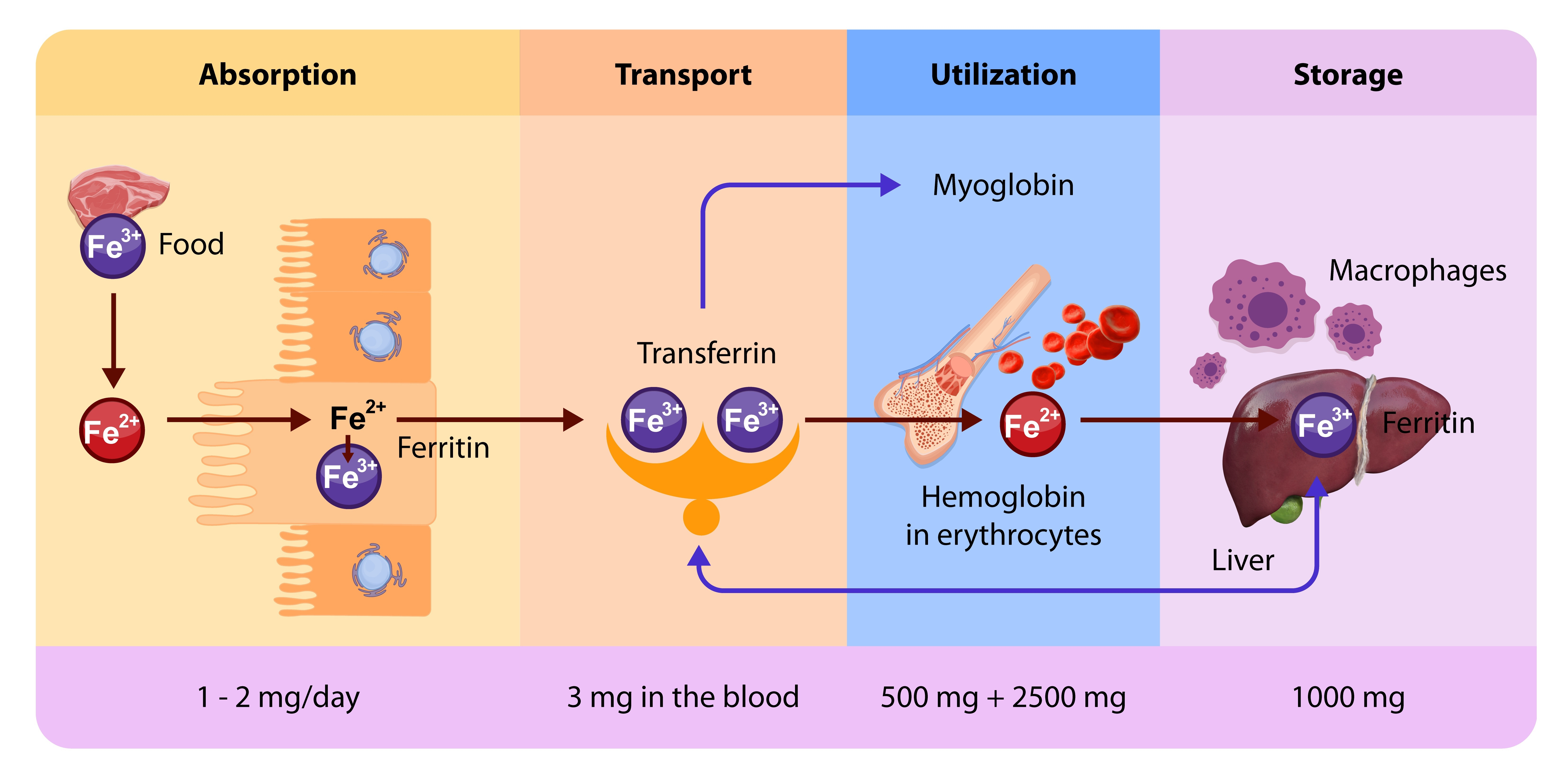 Do Antacids Treat Hemochromatosis